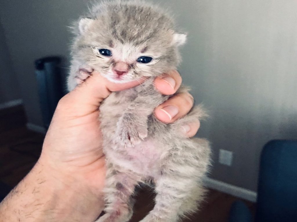 喬許在一次到奶奶家拜訪時，遇見小奶貓Smokey（圖／IG@smokeymezcal）