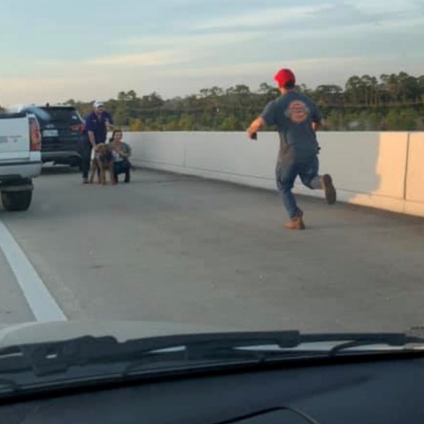 大馬路驚見狗狗慌亂逃竄　駕駛全停駛下車只為救牠！