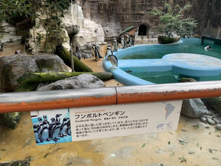 日本動物園發現一隻夜鷺私闖企鵝區偽裝成企鵝（圖／twitter＠_nekopoko）