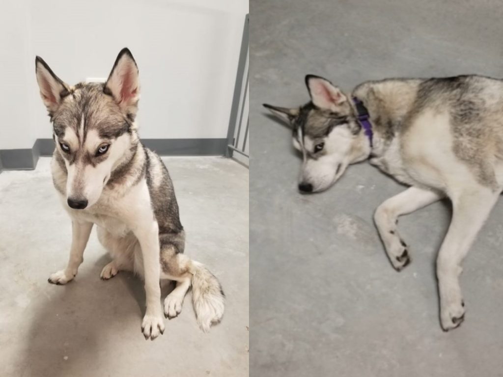 哈士奇娜拉非常討厭運動！（圖／FB@Aurora Angel Beste）