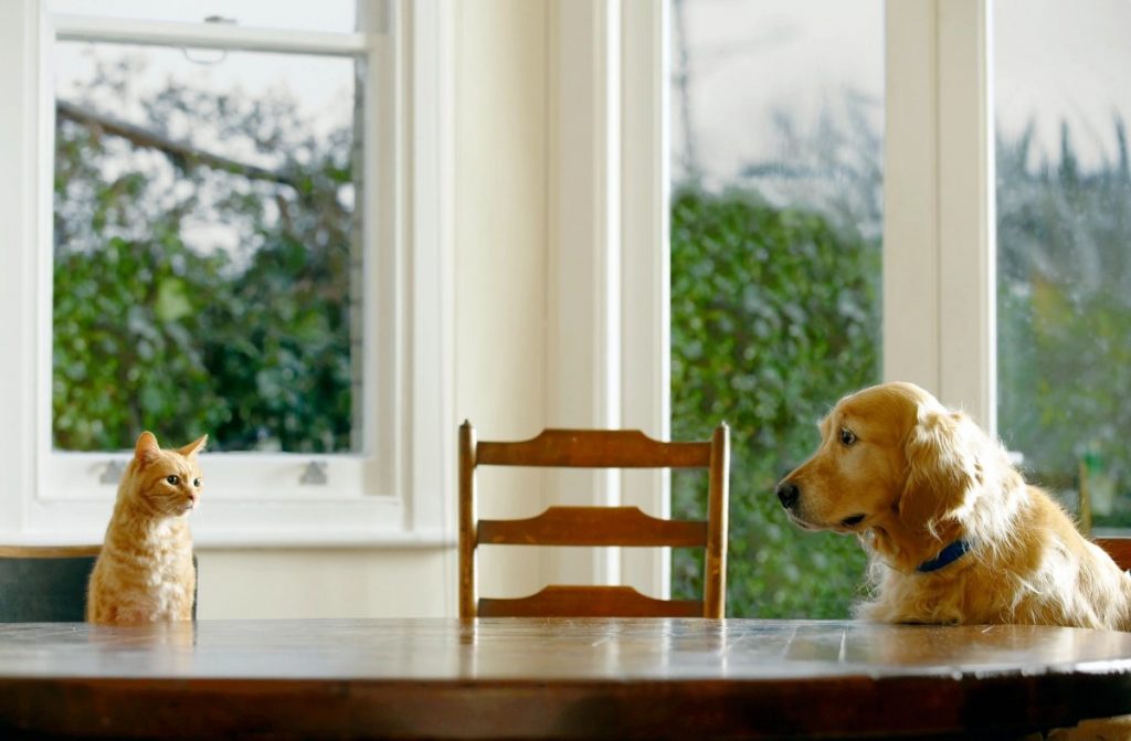 預防犬貓糖尿病大作戰｜專業獸醫師—陳郁晴醫師