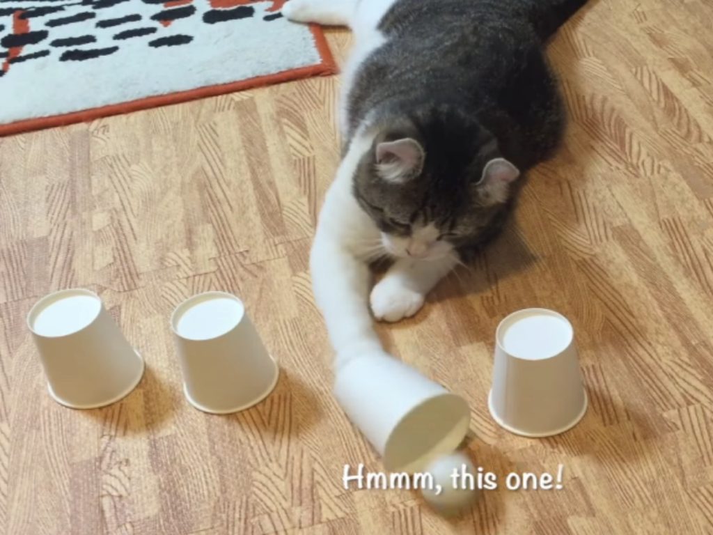 捲耳貓Snow非常擅長猜杯子遊戲！（圖／翻攝自Youtube@Snow）