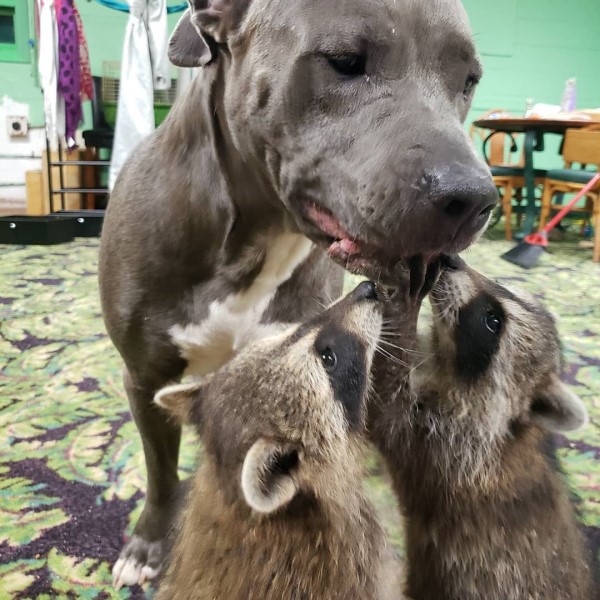 狗狗遇見孤兒浣熊母愛大爆發　竟然自主擔任全職奶媽