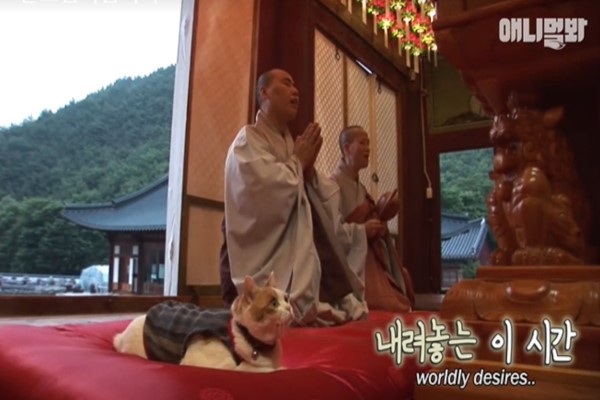 韓國貓咪不殺生還會打坐　根本是虔誠佛教徒！