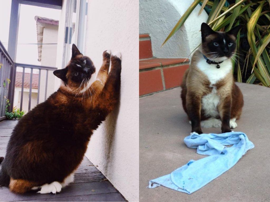 帥氣的暹羅貓達斯提私下卻是一隻怪盜貓咪（圖／FB@Dusty Klepto Kitty – The REAL One）