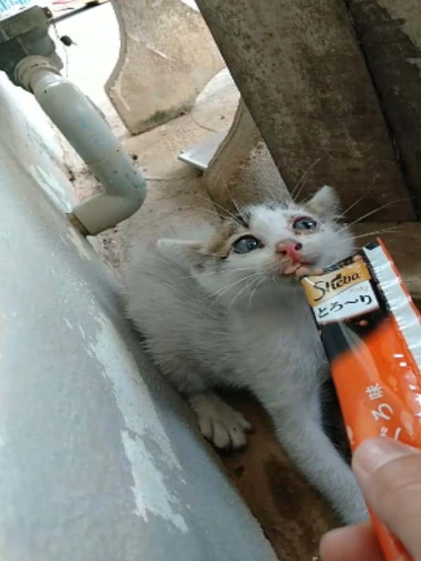 泰國小浪喵見人炸毛狂噴氣　以肉泥誘惑貓咪：有點好吃？