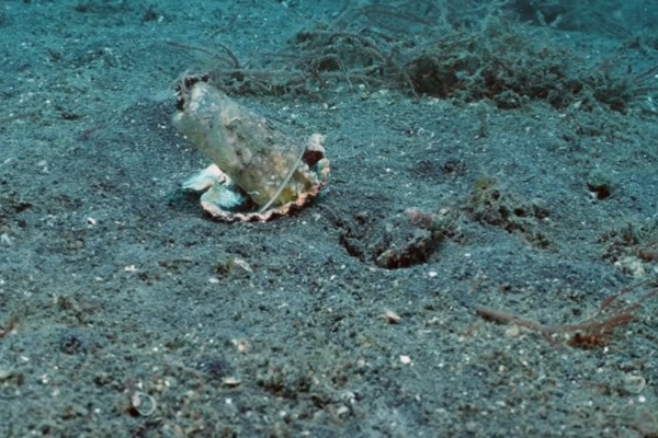 小章魚以垃圾當家　暖心潛水員幫牠成功換屋嘆：委屈你了！