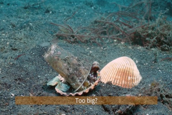 小章魚以垃圾當家　暖心潛水員幫牠成功換屋嘆：委屈你了！