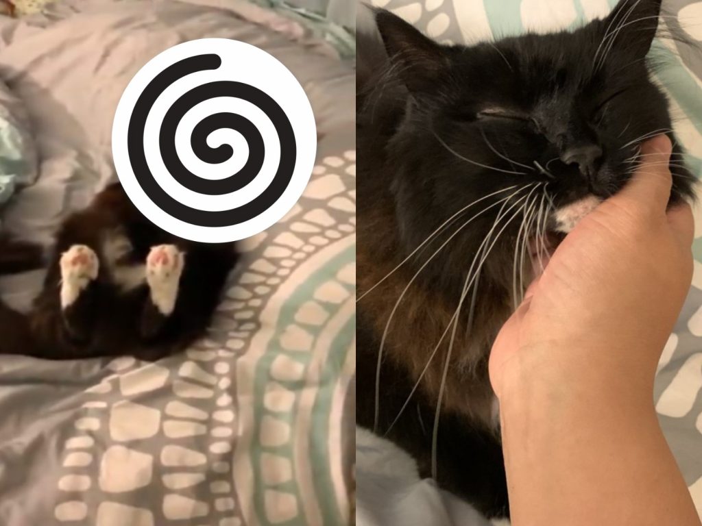 黑白貓日前遇見地震而嚇傻（圖／twitter@emichen88）