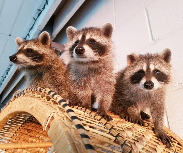 狗狗遇見孤兒浣熊母愛大爆發　竟然自主擔任全職奶媽