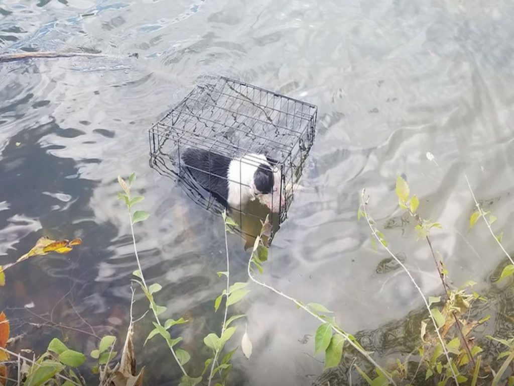 居然有狠心人惡意將狗狗丟進湖水意圖淹死牠！（圖／Bryant Fritz）