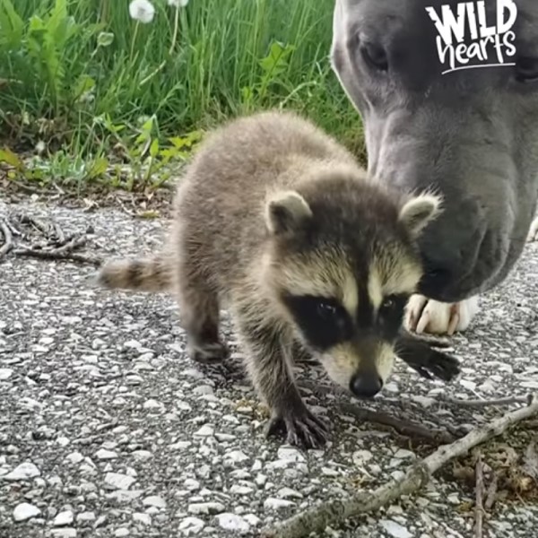狗狗遇見孤兒浣熊母愛大爆發　竟然自主擔任全職奶媽