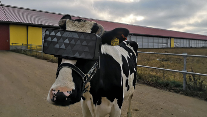 戰鬥民族連牛也懂VR？俄羅斯農民試圖用虛擬實境增加乳牛的生產量
