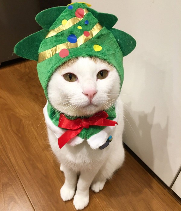 奴才開心裝飾聖誕樹忘了家有破壞神　下場只能淪為貓玩具了