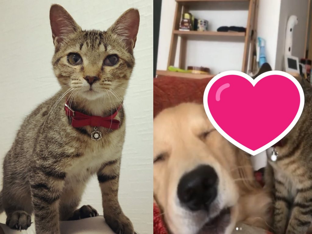 虎斑貓小古非常喜歡要求黃金獵犬跟牠一起玩（圖／IG@kai.golden0531）