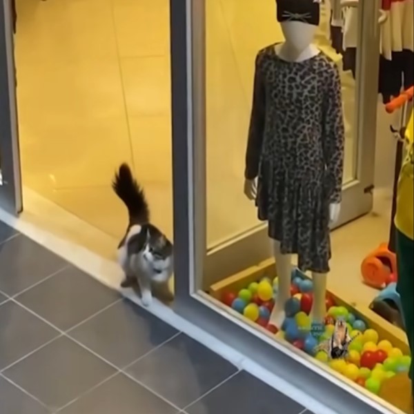 土耳其服飾店放童趣擺設　沒想到竟引來貓咪偷球玩！