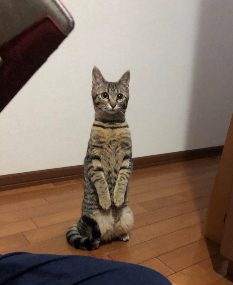 日本虎斑貓超有禮貌挺直跪坐　網驚呆：坐得都比我正！