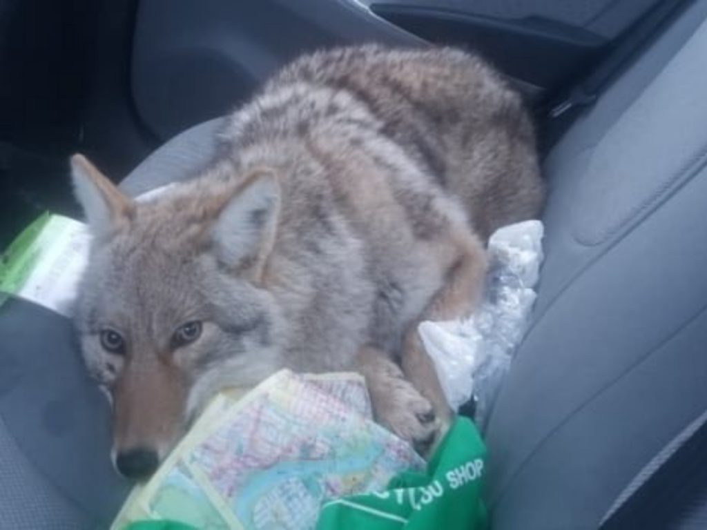 以利說：「我還以為牠是哈士奇或是德國牧羊犬，從沒想過可能是隻野生動物。」（圖／CBC News） 