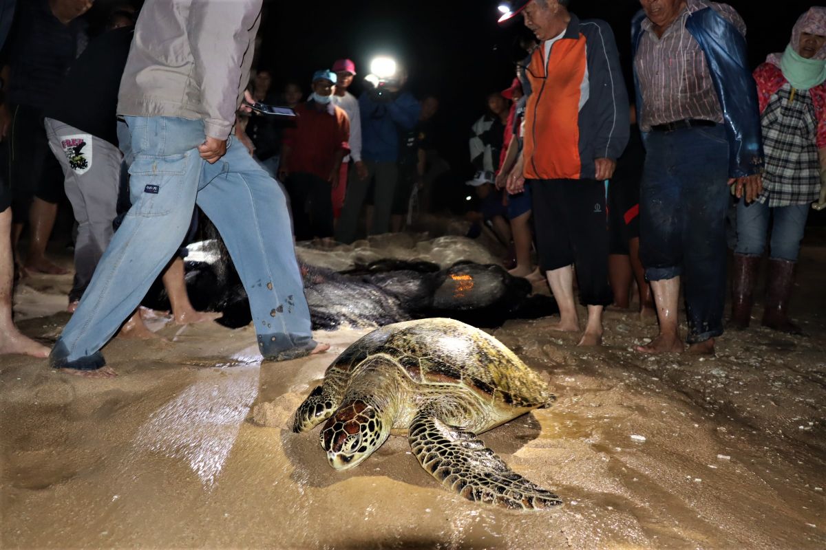 ▲澎湖林投沙灘舉辦今年入冬第一場的牽罟活動，卻意外捕獲兩隻保育類的大綠蠵龜，參加的民眾笑稱「槓龜」了。（圖／記者張塵攝，2019.12.02）