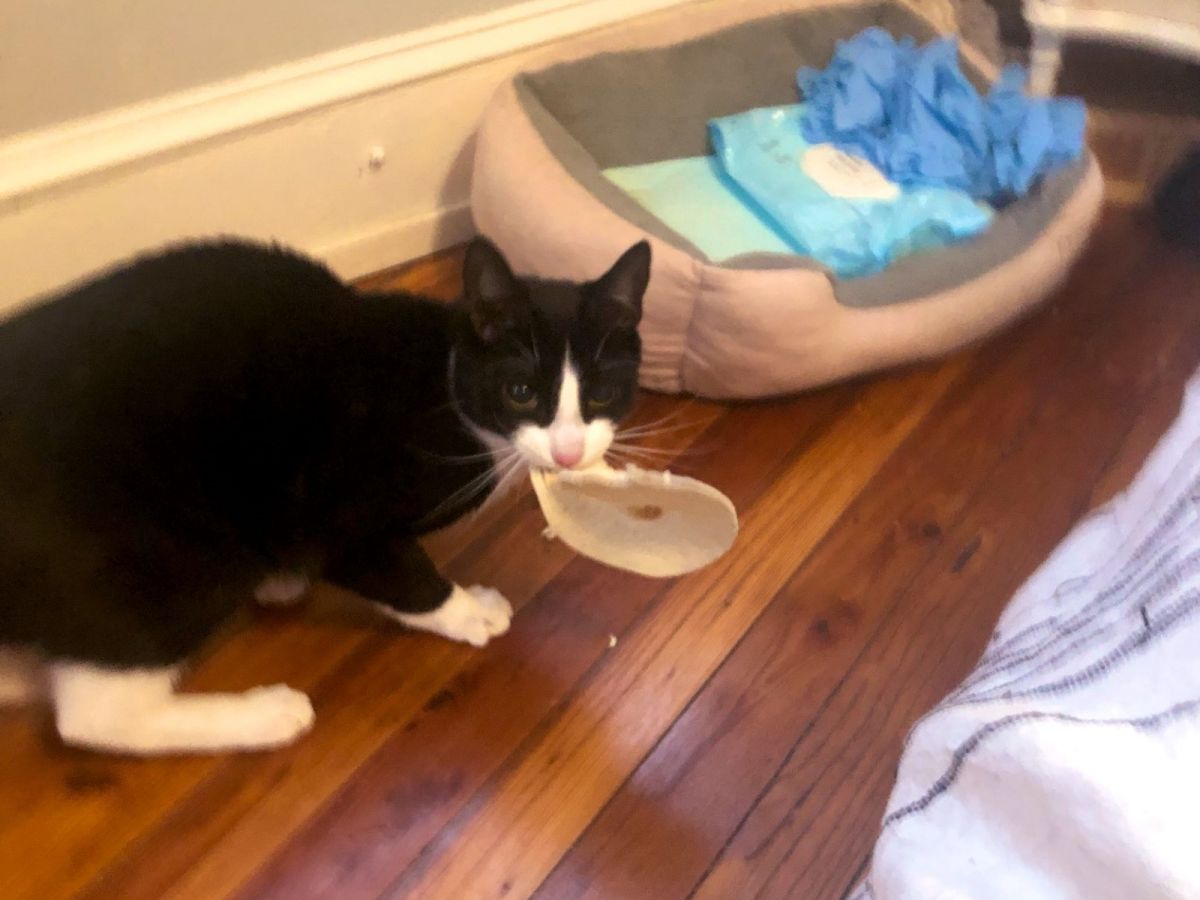 牛仔一臉勝利的表情看著凱根。 (圖/Twitter@Catholic_Guilt_)