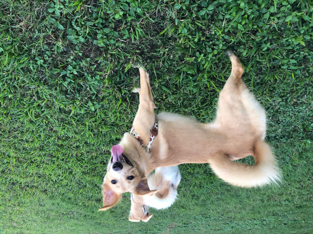 ▲台鐵即日起至 109 年 2 月 29 日試辦放寬寵物箱籠尺寸為「長 55 公分、寬 45 公分、高 38 公分」。（圖／記者陳致宇攝）