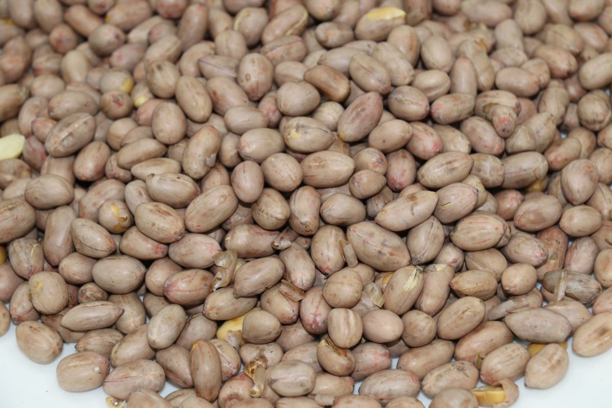 ▲ 近日網路流傳，政府進口花生衝擊國產花生價格。對此，農委會多次大動作澄清。（圖／農糧署提供）