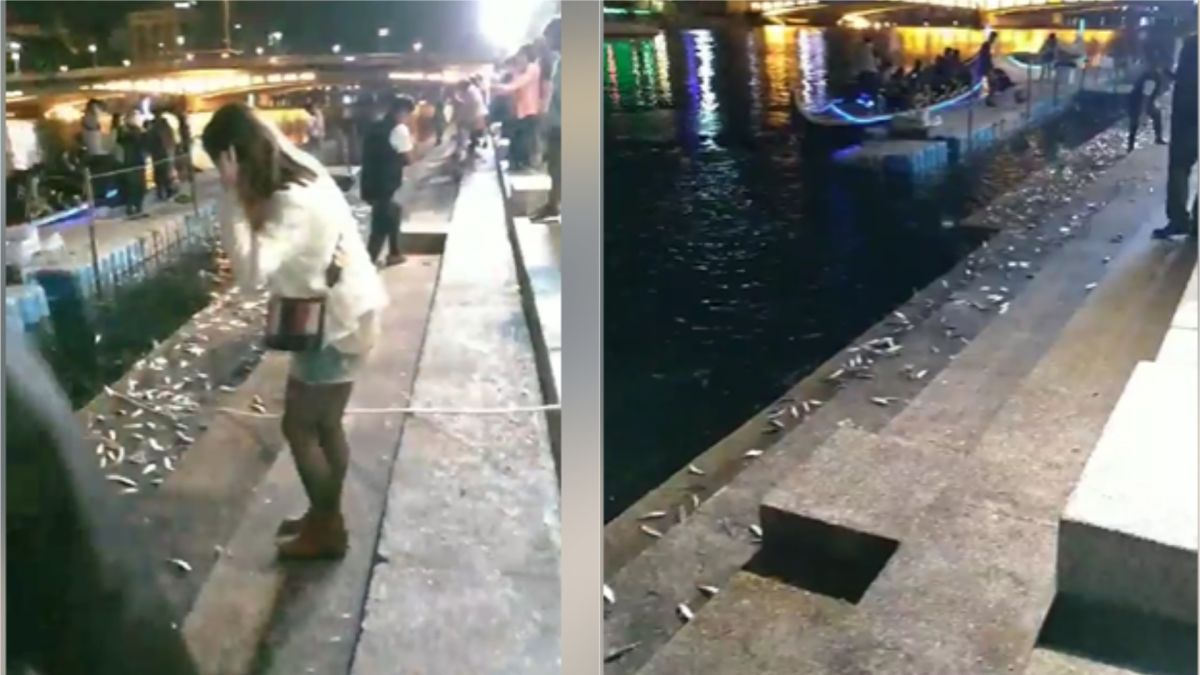 ▲有網友拍下愛河魚不斷跳躍上岸，稱「天有異相」。（圖／翻攝賴姓網友臉書）