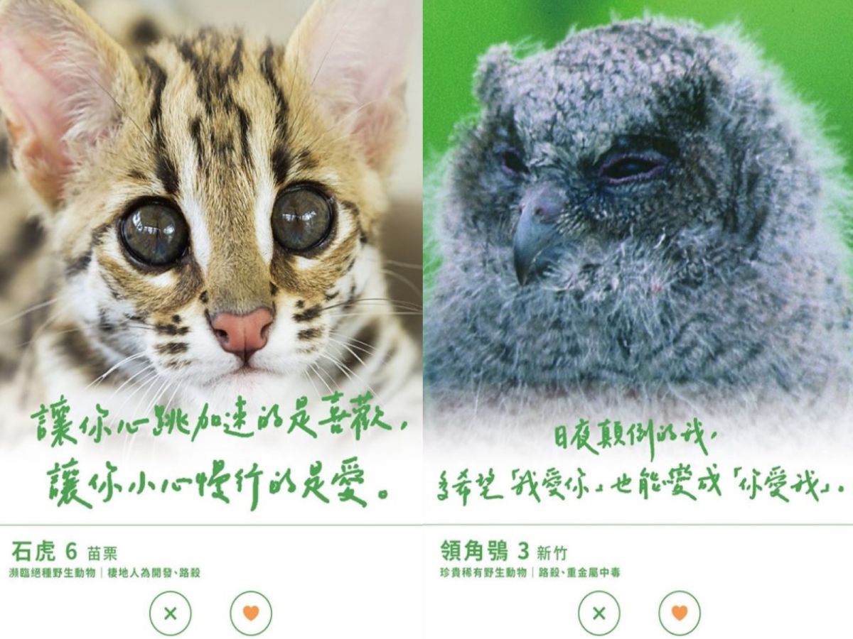 台三線藝術季幫保育動物「徵友」　創意文網讚：超會撩！
