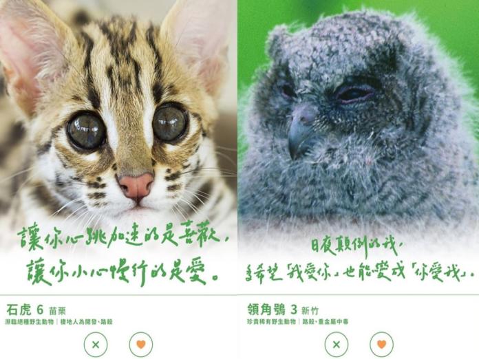 台三線藝術季幫保育動物「徵友」　創意文網讚：超會撩！
