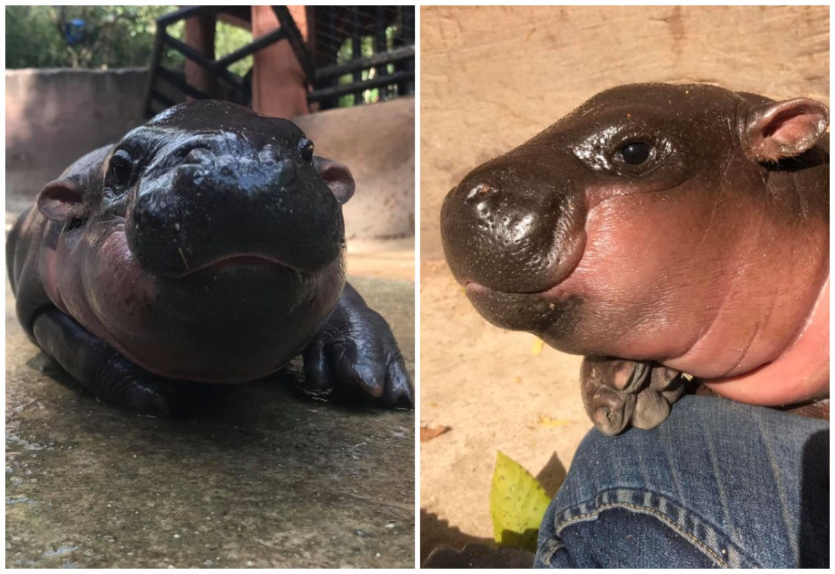 ▲泰國動物園舉辦命名票選活動，引起網友的關注。（圖／翻攝自泰國綠山動物園臉書）
