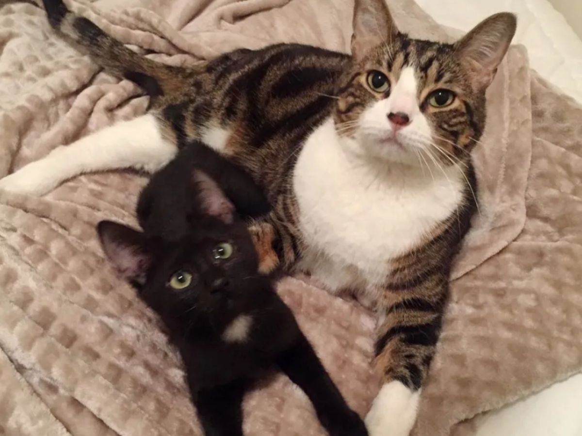 莫約對露露超級溫柔，而露露則是喜歡當小跟屁蟲。 (圖/IG@mojoandlulu)