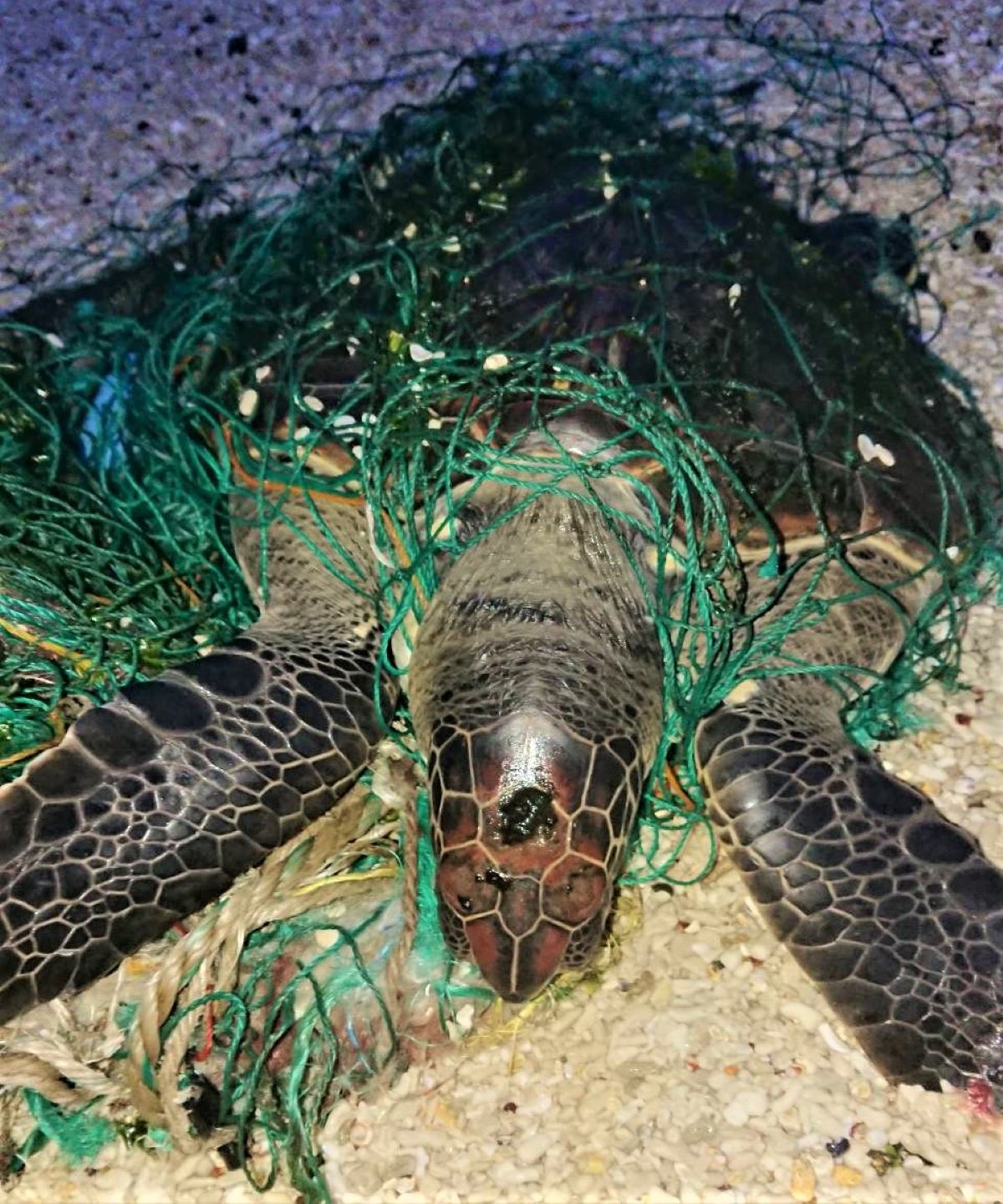 ▲一隻全身纏繞廢棄漁網的大綠蠵龜，在澎湖龍門後灣沙灘被發現動彈不得，救命恩人許榮評立即到車上拿出小刀，割斷漁網幫助綠蠵龜脫困。（圖／許榮評提供，2019.12.04）