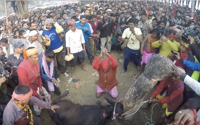 世界最血腥！尼泊爾上萬隻動物獻祭 動保團體怒批
