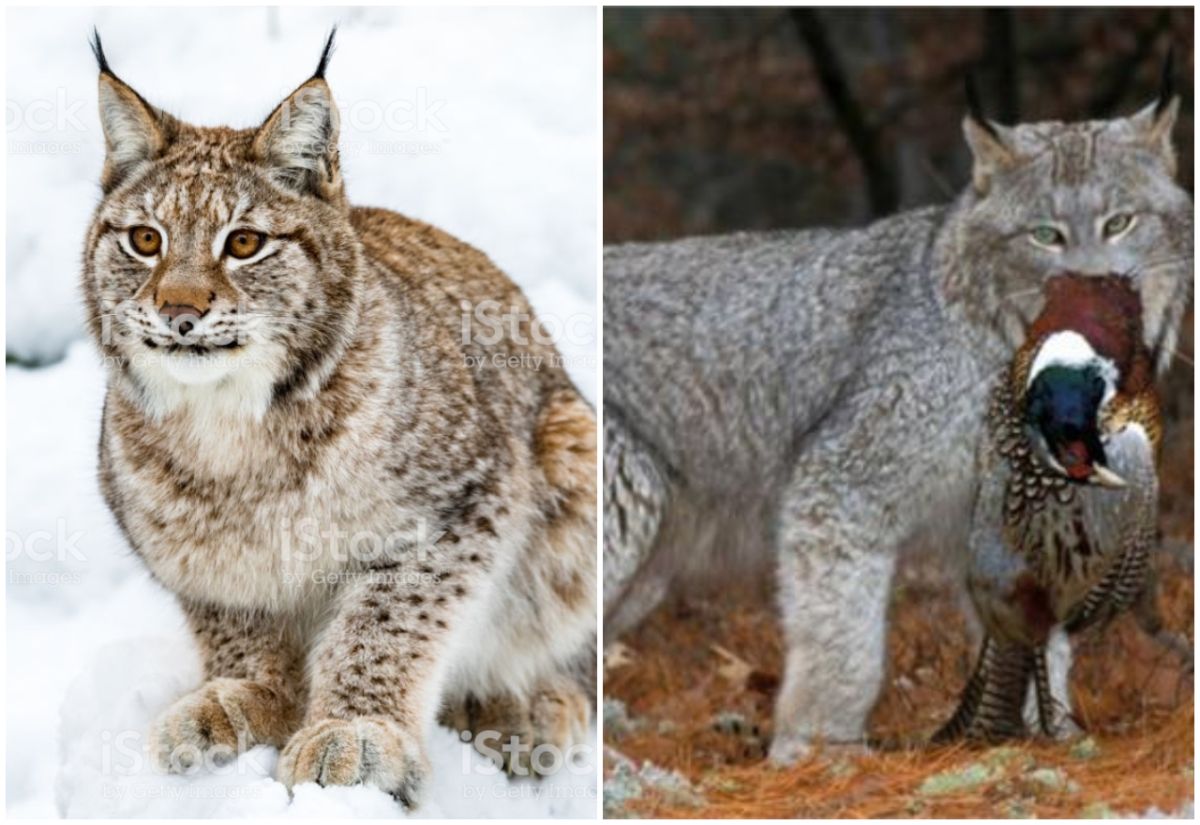 ▲王男和李男殺害的野生動物為「國家二級重點保護野生動物」猞猁。（圖／翻攝自網路）