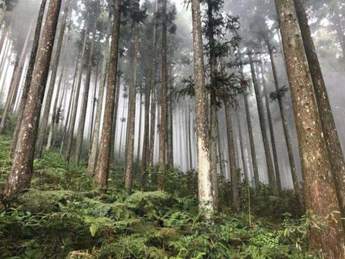 ▲台灣森林覆蓋率達到6成，是相當重要的自然資源。（圖／林務局提供）