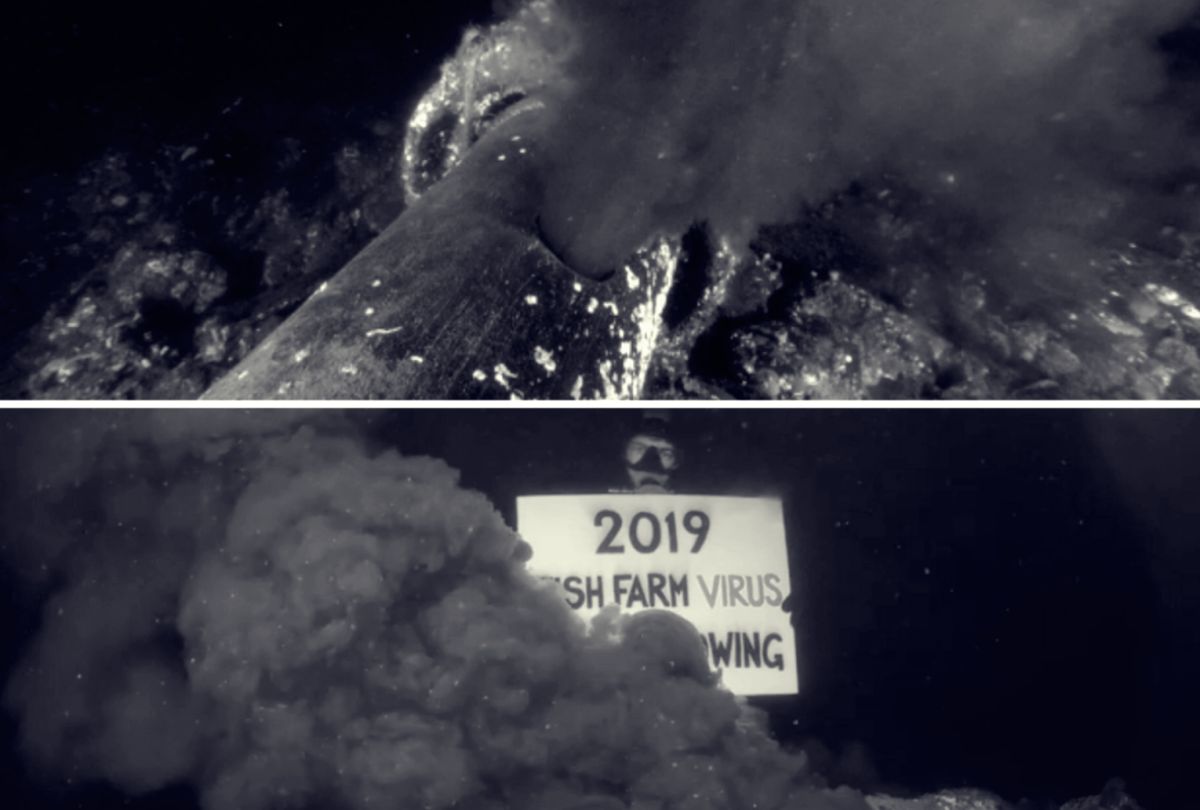 ▲加拿大鮭魚加工廠非法排放染病廢血，引發大量野生鮭魚死亡。圖片經抽色處理。（圖／翻攝影片）