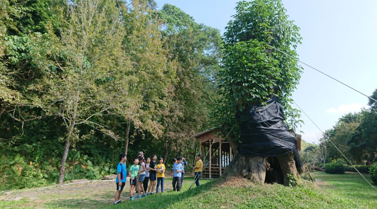 ▲百年茄苳現已生長良好且為觸口自然教育中心的環教教材。（圖／林務局提供）