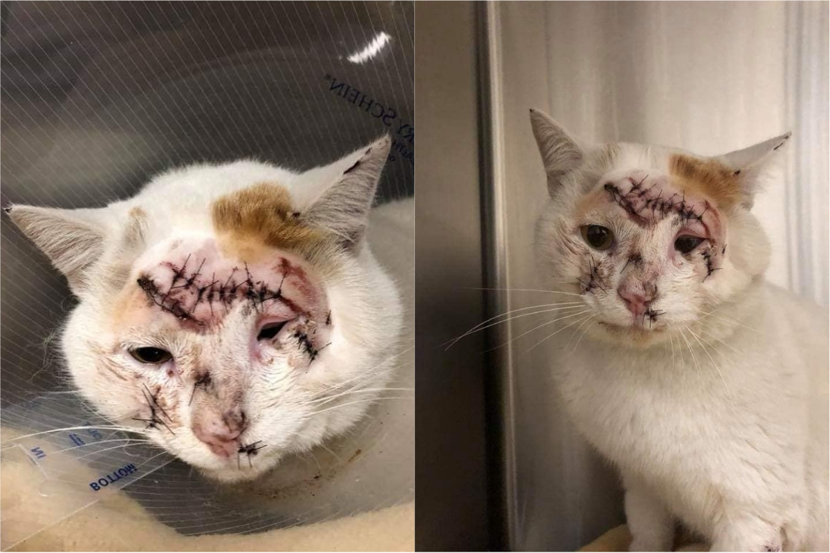 ▲貓咪克拉克被引擎燙傷。（合成圖／翻攝自 Cathryn Little 臉書）