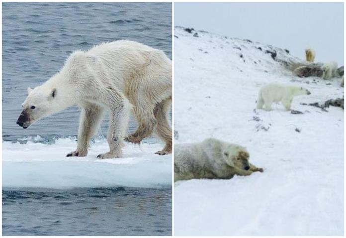 氣候變遷冰層減少難覓食　56隻瘦弱北極熊闖入村莊
