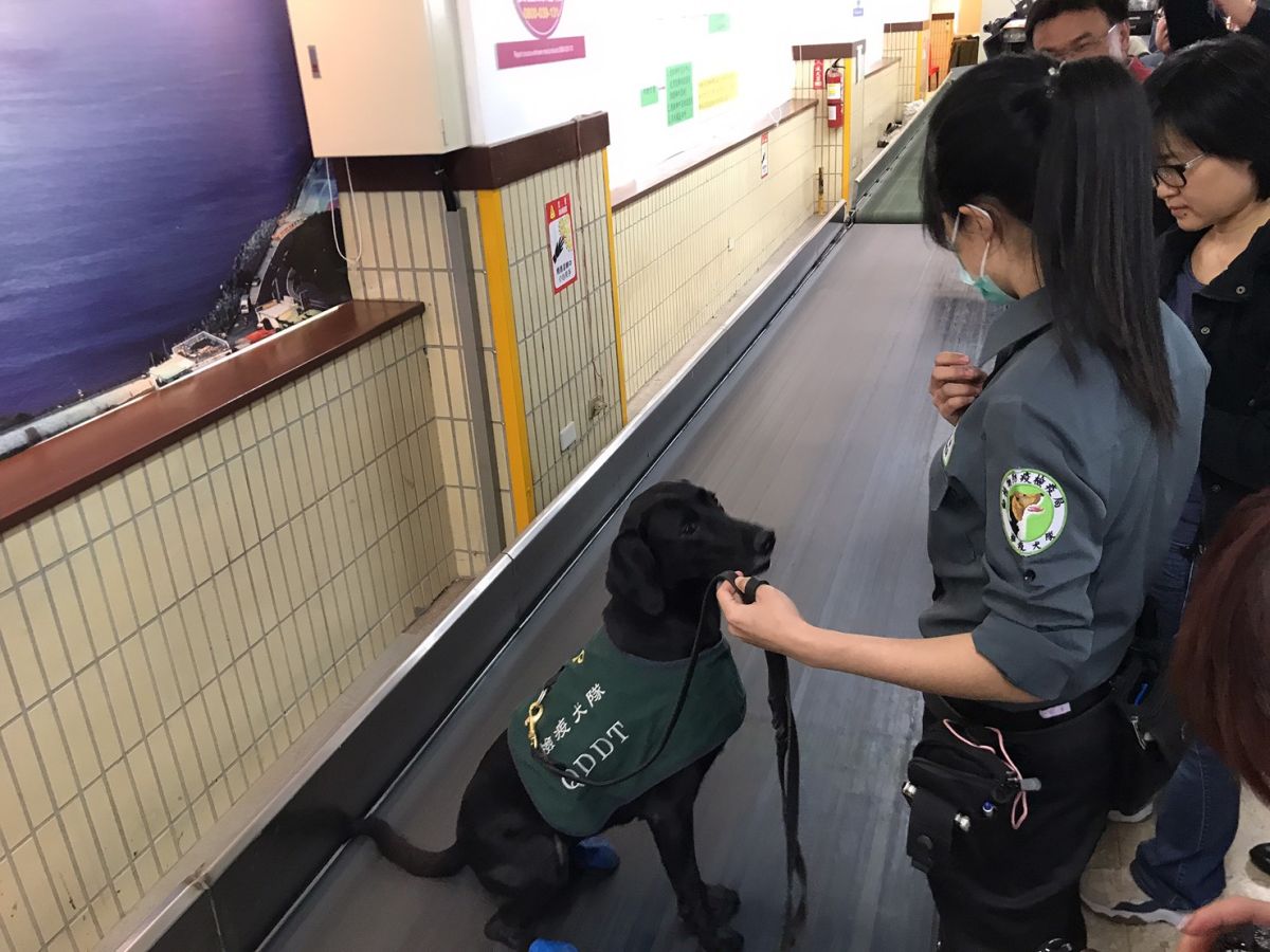 ▲農委會防檢局檢疫犬正在進行產品檢疫作業。（圖／記者賴志昶攝）