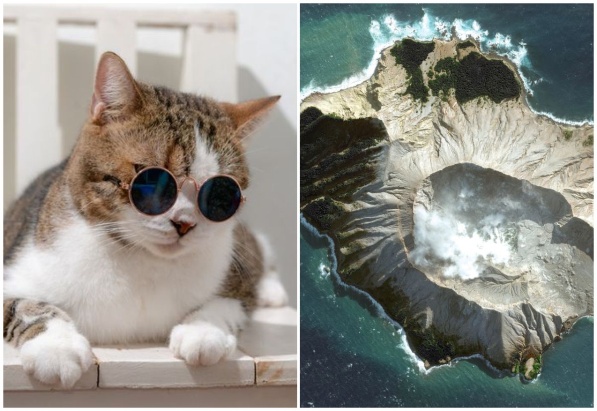 ▲ 1914 年白島火山噴發造成採礦工人全數罹難，只剩下一隻由工人飼養的貓。（圖／網路／美聯社／達志影像）