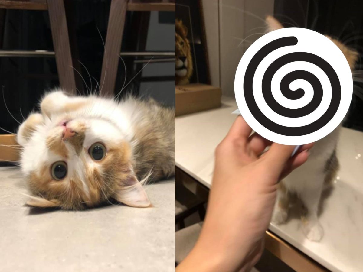 Mika是一隻超級貪食貓（圖／網友王芷均授權提供）