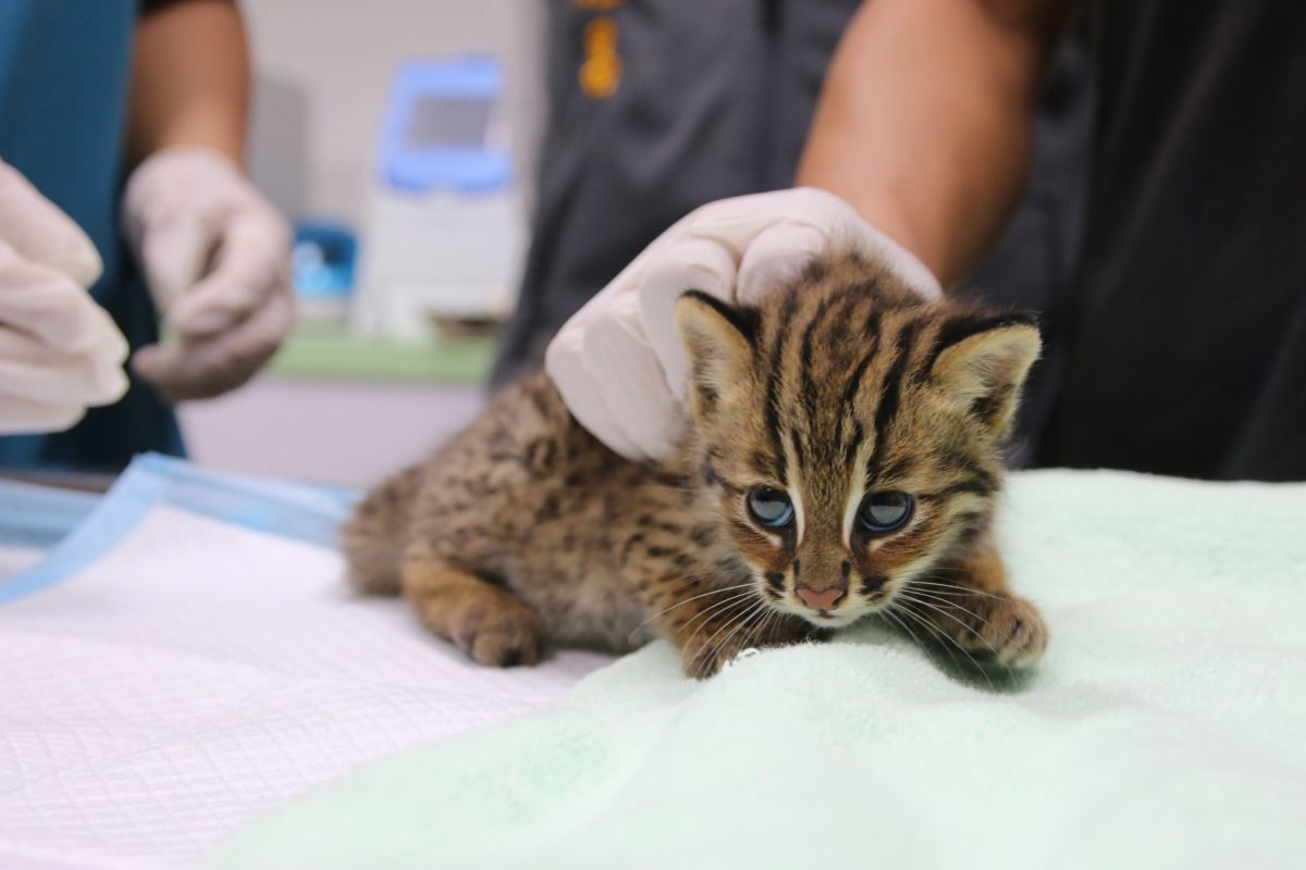 ▲台中市議會三讀通過台中市石虎保育自治條例，成為全國第二。（圖／台灣石虎保育協會提供）