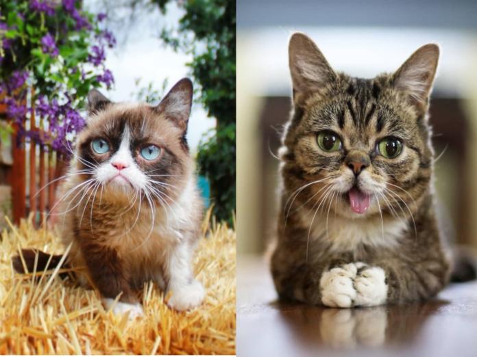 網紅貓咪「臭臉貓Grumpy Cat」和「吐舌貓Lil Bub」都坐擁百萬粉絲（圖／IG@realgrumpycat、iamlilbub）