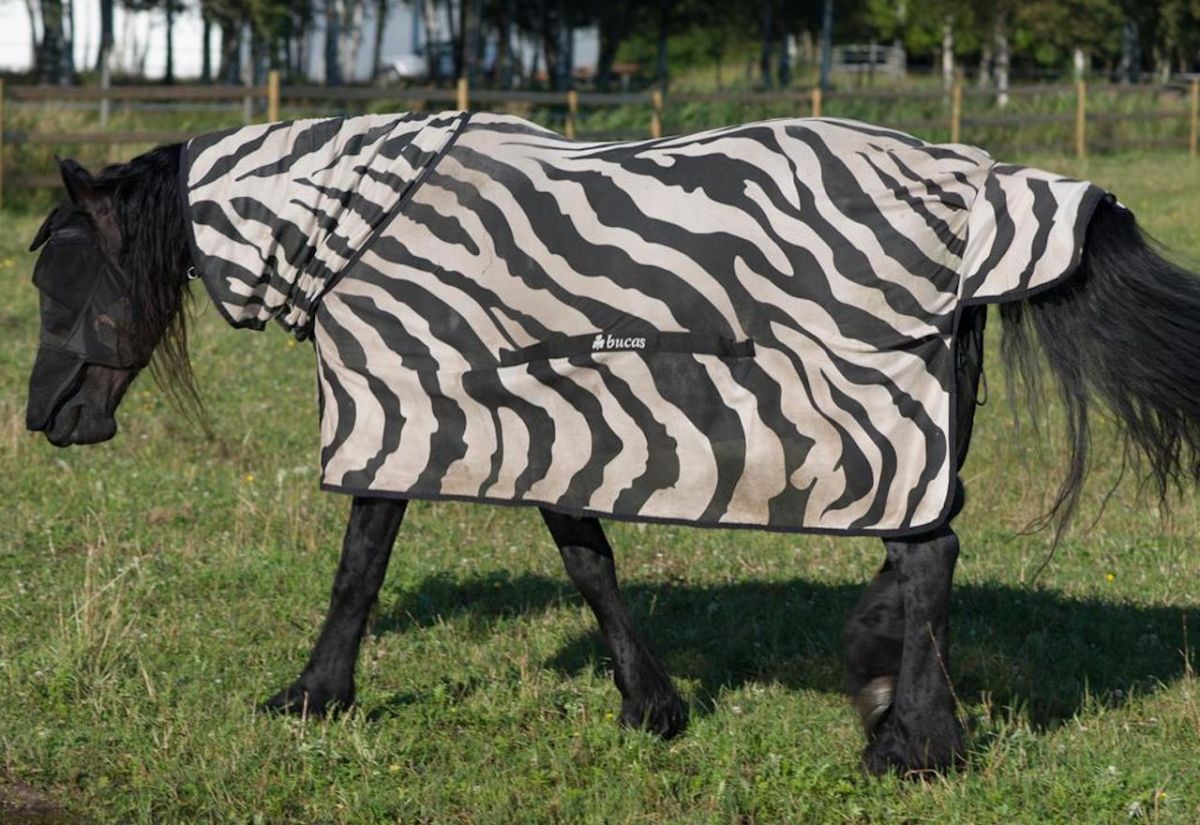 ▲被拿來當實驗對照組的馬。（圖／翻攝自網路／Credit: Alamy ）