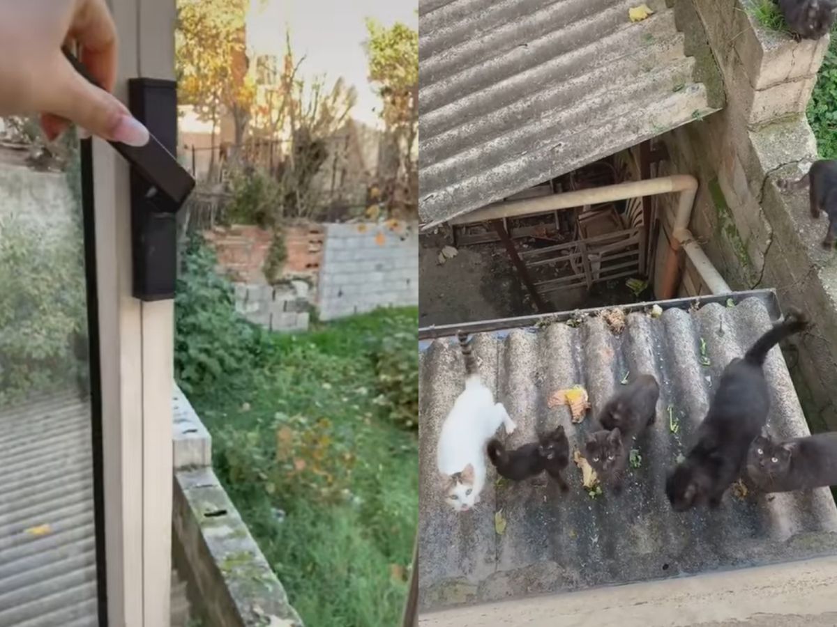 不到半分鐘時間，黑貓討債大隊就集合完成，欸……左邊那隻尼是不是走錯惹？（圖／抖音@mrtndamex）