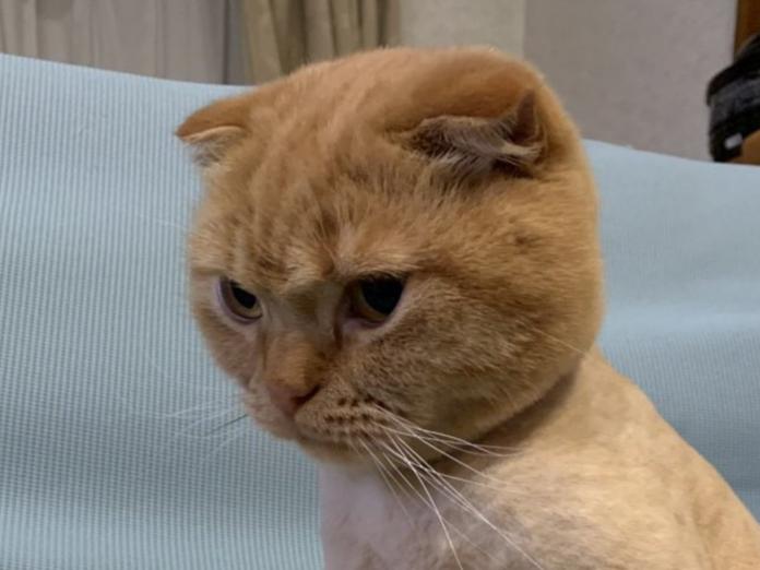推主親戚家的貓咪被剃毛後顯得一臉不悅（圖／twitter@mizukiakari1001）