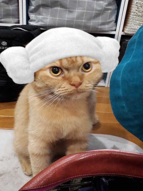 <br> 推主阿姨家的貓咪原本長這樣，看起來有點圓潤很可愛（圖／twitter@mizukiakari1001）