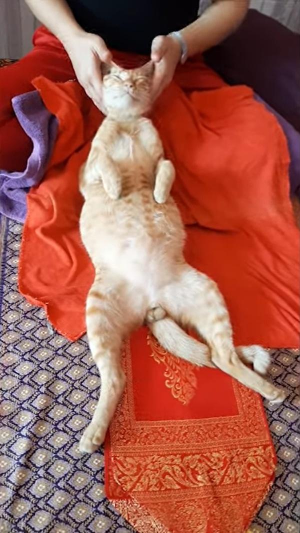 泰國橘貓享受超專業馬殺雞　爽到全身癱軟彷彿飛上天堂！