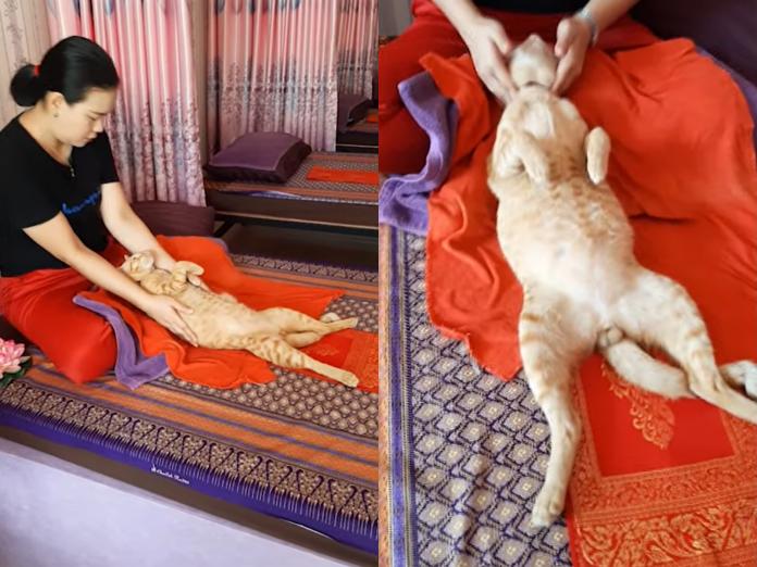 泰國橘貓享受超專業馬殺雞　爽到全身癱軟彷彿飛上天堂！
